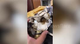 Migrant worker has 'balut' duck eggs arrive as baby birds after ordering from home in the Philippines