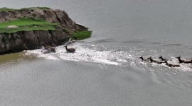 Elks Play in Dafeng Elks Nature Reserve In Yancheng, China