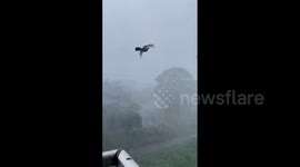 Typhoon Nanmadol: Pigeon struggles to fly through fierce winds