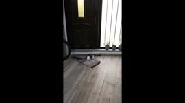 O melhor gato guarda redes do mundo!! Ele é incrível. Defende todas as bolas... Vejam