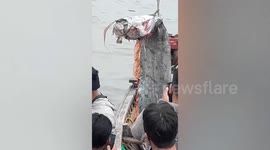 Fishermen reel in monstrous giant oarfish in Chile sparking earthquake fears