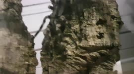 Trantula Spider extraordinary how enormously large it is in size