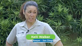 Why Walking Stick Bugs Are Some of the Coolest Insects in the World