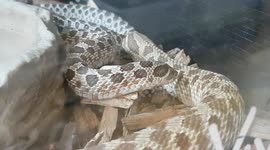 Two Snakes slithering about and move fast in the enclosure tank