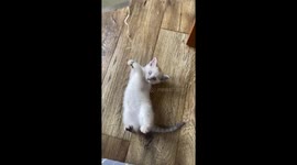 Cute kitten plays with floss, while I dangle it above him.