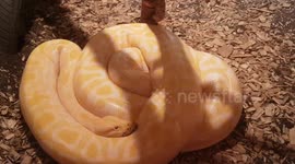 This 140-pound Burmese python is an absolute unit!