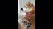 temp