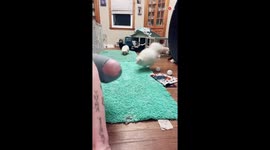 Spoiled house skunk seeking validation from his humans