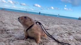 Meet Doug, prairie dog who lives its best life going on road trips and plane journeys across US