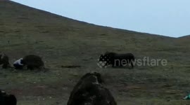 Chinese herdsman hides behind cow dung to escape charging yak