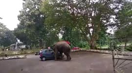Elephant shows strength, drags around car with its trunk