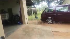 Pensioner comes face-to-face with elephant stealing fruit off neighbour's trees