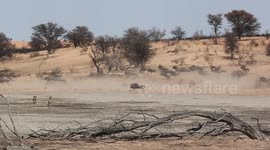 Tour guide capture intense scene as wildebeest mother defends calf from THREE cheetahs