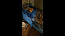 These bulldogs love being tucked into their beds with 'Paw Patrol' duvets