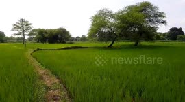 AGRICULTURE IN ODISHA ,  Rice Farming in Odisha , Paddy farming in India