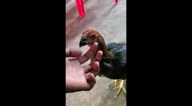 She loves when i cuddle her and doesn't like my cat to come nearby.