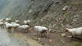 Poor people doing animal husbandry to feed their family.Now they are shifting their animals inorder to search for better resources for their animals.