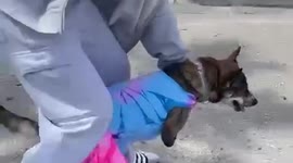 Two-legged Thai dog that was shot in head starts new life full of love in Canada