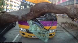 Bus driver and passenger cheat death as large tree falls onto vehicle