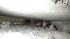 Stray puppy trapped in tight space between two walls rescued in Thailand