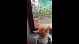 Cats hilariously argue through the window