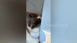 社恐猫咪见生人 藏厕所装马桶刷