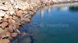 Biggest stingray swimming around the harbour hunting for prey.