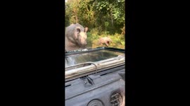 Rhino charges at jeep with its wounded calf while escaping from hungry tiger