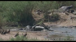 Hennie Bekker captured the moment a crocodile put a rival in a death roll as they fought over a nearby hippo in Kruger National Park