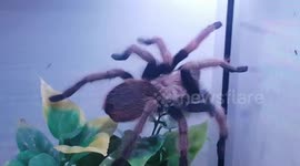 Trantula Spider moving it's legs about and was large in size