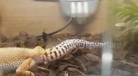 Leopard Gheko Lizard looked like a big cat with its spots and camouflage skin