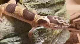 Leopard Gheko looks at its food bowl which has mill worms to eat for tea
