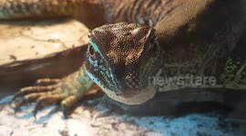 Monitor Lizard had big Claws and will grow fairly large once it's fully grown