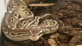 Snake was exploring it's new tank enclosure and surroundings by flicking it's toung to navigate