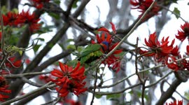 Stunning, gaudy, nectar-feeding Red-collared Lorikeet sipping from Flame Tree flowers