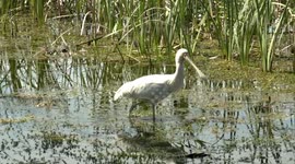 A Yellow-billed Spoonbill using its strange bill to catch dinner.