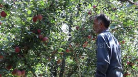 Apple Harvesting Season In Kashmir