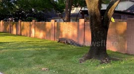Moment giant alligator takes stroll through suburban neighbourhood in Texas