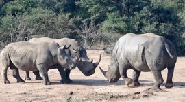 Brave rhino mother goes horn-to-horn with male who tried to chase off her calf