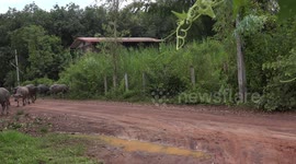 A herd of water buffalo walked to close to my camera, one of them was eating everything in sight and seemed to have his eyes on my tripod legs!