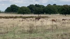 Deer rutting season begins in Richmond Park, London