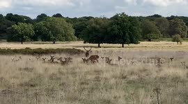 Deer rutting season begins in Richmond Park, London