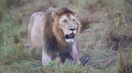 One of the strongest lions in Maasai Mara who got injured whilst making a kill of a Topi antelope