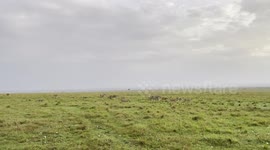 One of the biggest prides of lions in Kenya is the Topi Pride which at the moment has 26 members in the pride, including 14 cubs!