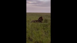 A huge male lion in the Maasai Mara shaking off his mane after a heavy thunderstorm. Almost 2kg of water can gather in the thick mane of male lions.