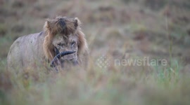 One of the strongest lions in Maasai Mara who got injured whilst making a kill of a Topi antelope