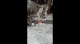 BIG PET CAT EATING  PAPOD IN SAMBALPUR ODISHA , CAT EAT ROASTED PAPAD