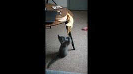 A little kitten plays with a banana skin. It falls on her head and catapults her across the room!