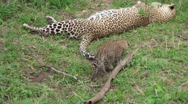 Famous leopard in the Maasai Mara called Kaboso allowing her cub to play with her tail. This leopard has since gone missing sparking fears that it may be dead