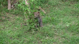 Famous leopard in the Maasai Mara called Kaboso playing with her cub. This leopard has since gone missing sparking fears that it may be dead
